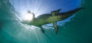 salt water crocodile