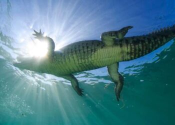 salt water crocodile